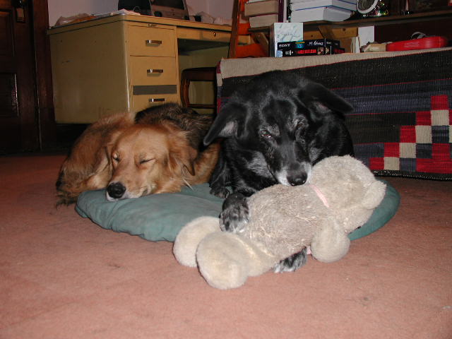 Leo and Bear