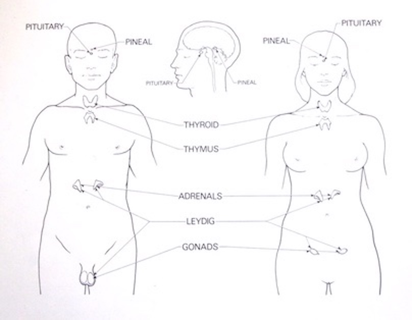 Glands
